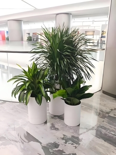 前湾绿植出租专业